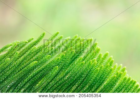 Close-up leaf top of araucaria heterophylla has greenery sometimes called a star pine triangle tree or living Christmas tree.