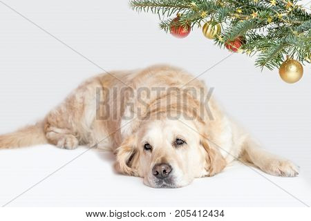 Cool Golden Retriever Dog is lying under a branch of a Christmas tree