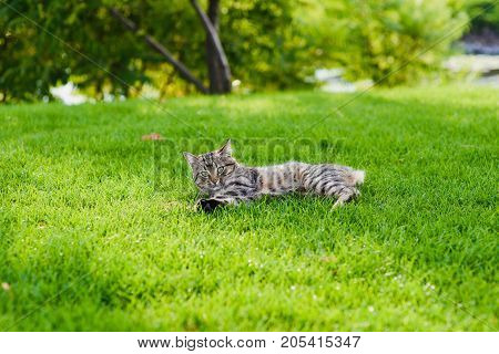 Cat playing with a mouse he just caught. Gray cat lying on green grass. Cat caught a mouse.