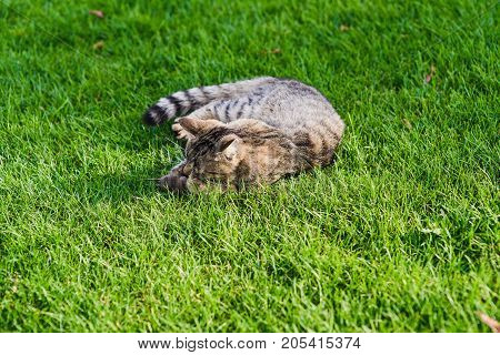 Cat playing with a mouse he just caught. Gray cat lying on green grass. Cat caught a mouse.