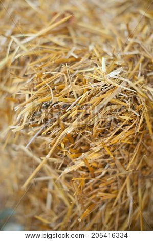 country lifestyle, background, environment concept. close up of dry grass called as everybody know hay, photographed with focus in the center and blured edges