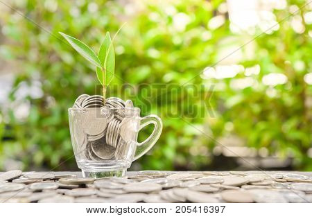 Plant is growing from maney in the glass with sun light for saving money concept