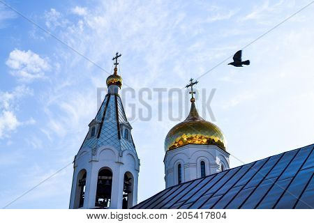 Domes of orthodox church against the blue sky. Black raven flies.