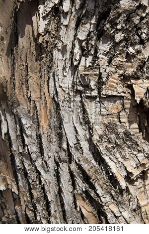 tree bark as background . In the park in nature