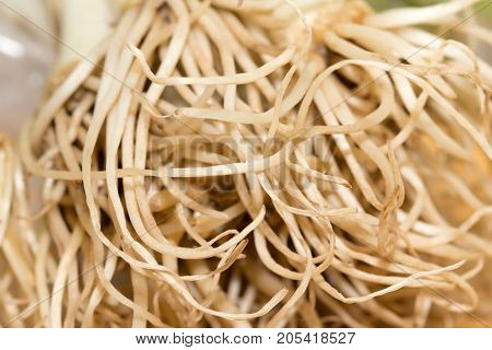 roots from the onions. macro . In the park in nature
