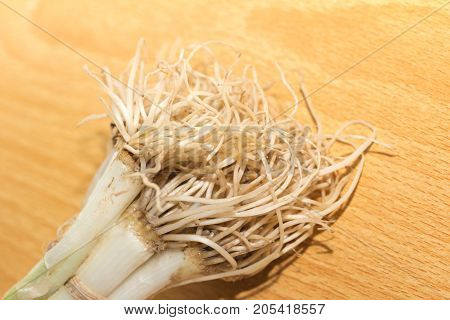 roots from the onions. macro . In the park in nature