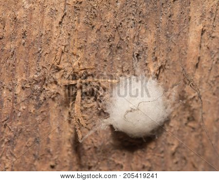 spider cocoon . Photo of an abstract texture