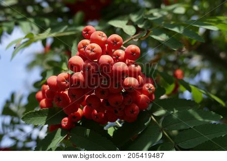 Rowan Berry On A Tree In The Autumn