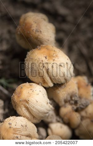 toadstool mushroom in nature . In the park in nature