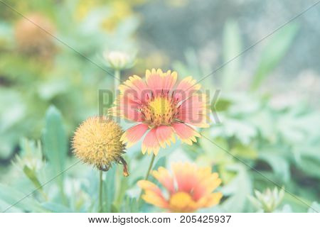 Flower (zinnia, Zinnia Violacea Cav.) In Garden