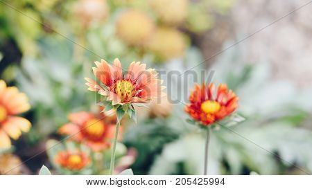 Flower (zinnia, Zinnia Violacea Cav.) In Garden