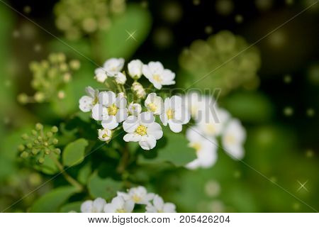 beautiful white flowers in nature. macro . In the park in nature