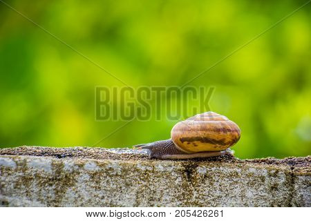 Snaile on the Concrete wall in macro close-up blurred background