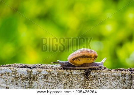 Snaile on the Concrete wall in macro close-up blurred background