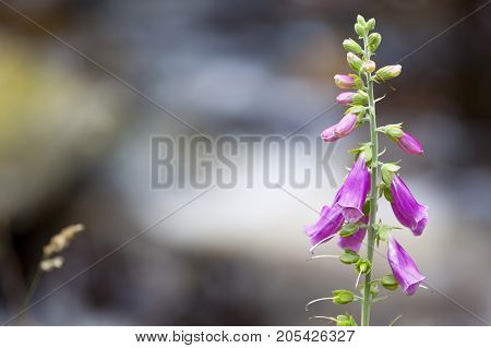 Red Foxglove, Eifel