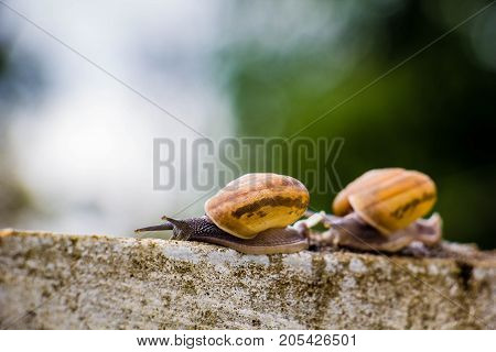Snaile on the Concrete wall in macro close-up blurred background