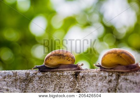 Snaile on the Concrete wall in macro close-up blurred background