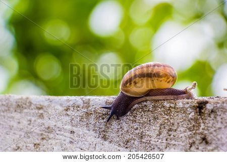 Snaile on the Concrete wall in macro close-up blurred background
