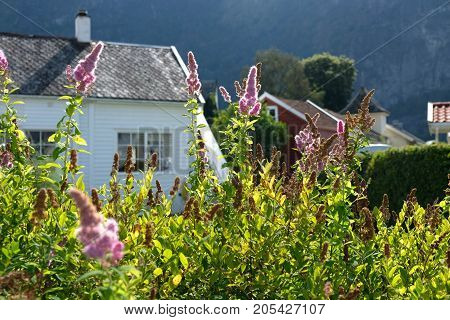 White house on Norway country with bush of Buddleja pink flowers and green leaves. Sunny day outdoor idyllic scene