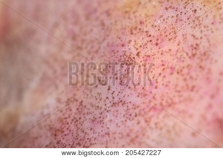 catfish skin as a background. macro . Photo of an abstract texture