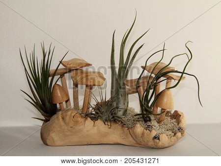 A Collection of Air Plants on a Wooden Display.