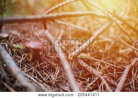 Close Up On  Bay Bolete ( Imleria Badia ) In Forest, Sunrise