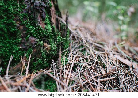 Close Up On  Very Small Bay Bolete ( Imleria Badia ) In Forest