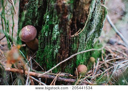 Close Up On  Bay Bolete ( Imleria Badia ) In Forest,