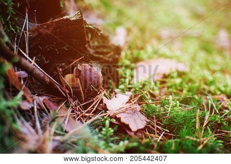 Close Up On  Bay Bolete ( Imleria Badia ) In Forest, Sunrise