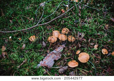 Close up on Suillus bovinus in the forest