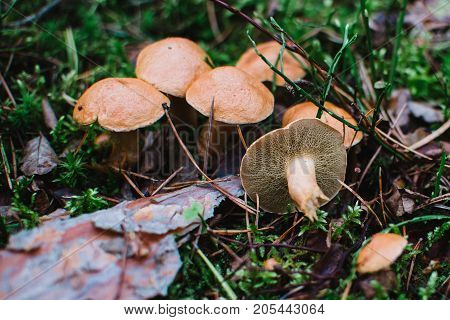 Close up on Suillus bovinus in the forest