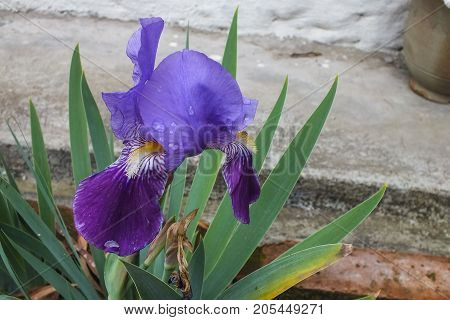 Deep Purple Iris in full bloom in the Garden