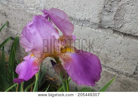 Lavender and Purple Iris in the Garden