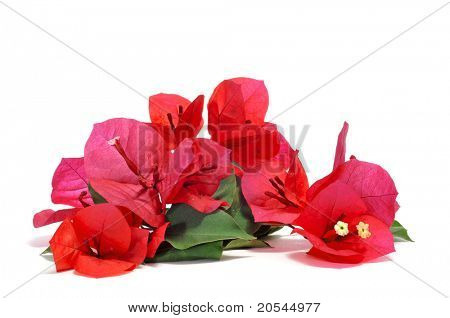 ดอกเฟื่องฟ้าบางบนพื้นหลังสีขาว