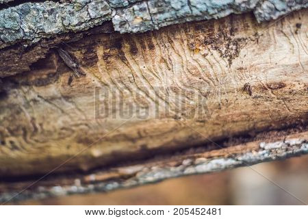 Bark Beetle Gallery Engraving On Wood