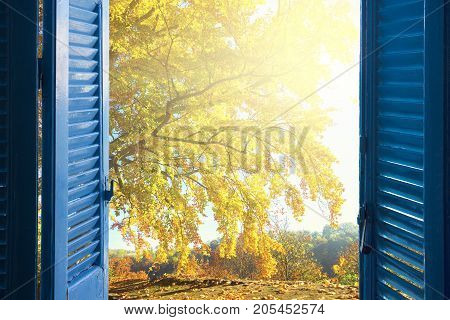 room with open blue window shutters to - fall garden with yellow tree and sunshine
