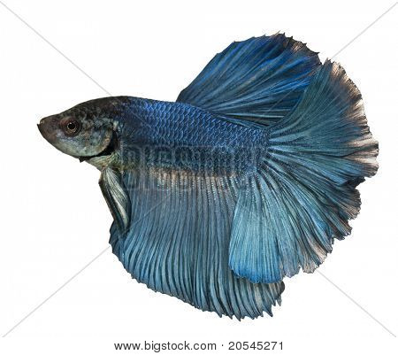 Modrá bojovnice, Betta Splendens, plavání před bílým pozadím