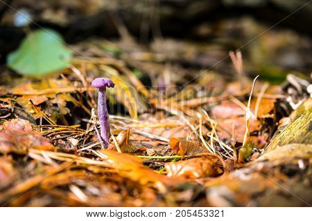 single purple mushroom growing in forest landscape