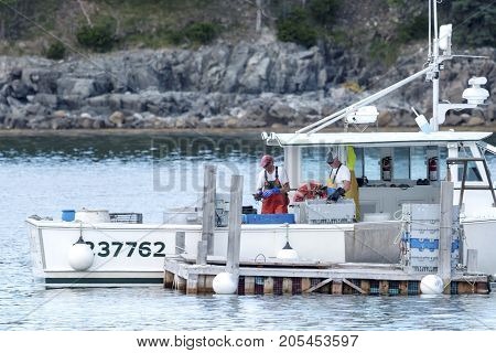 Bar Harbor Maine USA - 28 July 2017: Lobstermen sorting their freshly caught lobsters before selling their hard days work at the docks in Bar Harbor Maine.