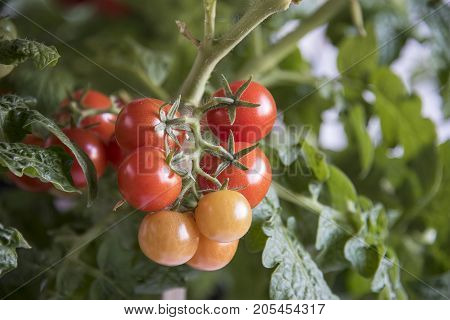 Growing the tomatoes. Ripe tomatoes in the vegetable garden.