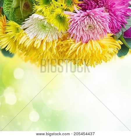 Chrisantemum fresh fall flowers border on green garden background