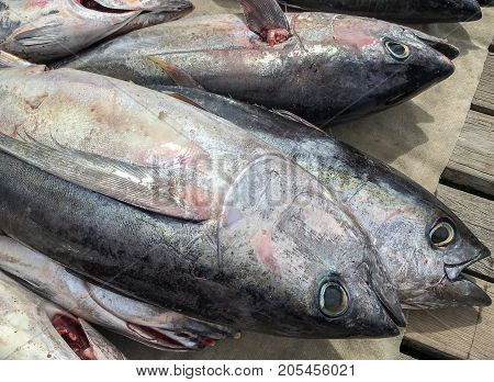 In Saint Vincent and the Grenadine arrival of the fisherman full of fresh fishes