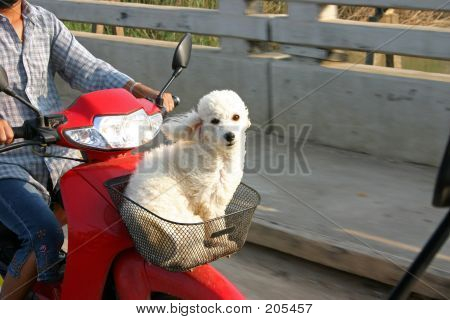 Cão mimado