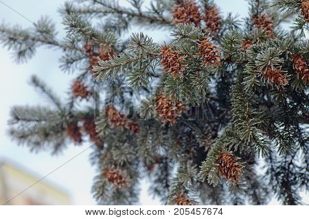 Mature Cone On Branch Of Blue Fir-tree Blue, Green, White, Colorado Blue Spruce, Picea Pungens Cover