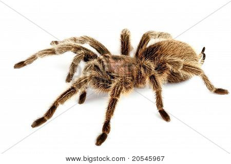 Chilean โรสผมดัลลัส (grammostola Rosea)