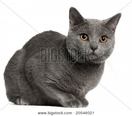 Certosino gatto, 10 mesi di età, davanti a sfondo bianco