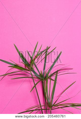 Tropical leaves on pink background. minimal concept. Flat lay.