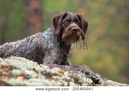 hunting dog german wirehaired pointer on blurred background