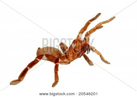 คิงลิงบาบูนดัลลัส (citharischius Crawshayi)