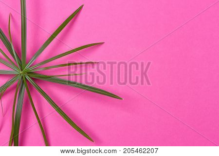 Tropical leaves on pink background. minimal concept. Flat lay.